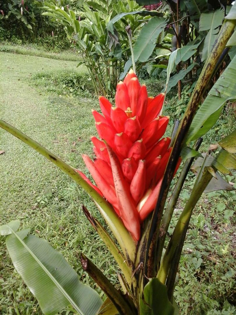 Jardin tropical Capesterre-Belle-Eau