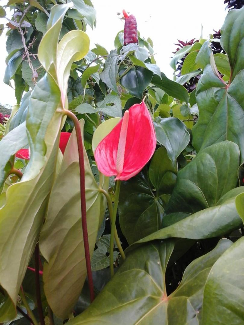 Jardin tropical Capesterre-Belle-Eau