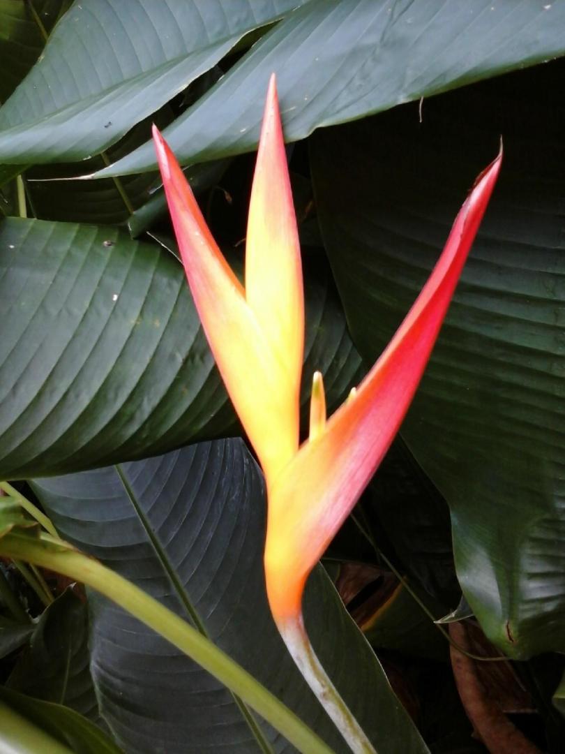 Jardin tropical Guadeloupe