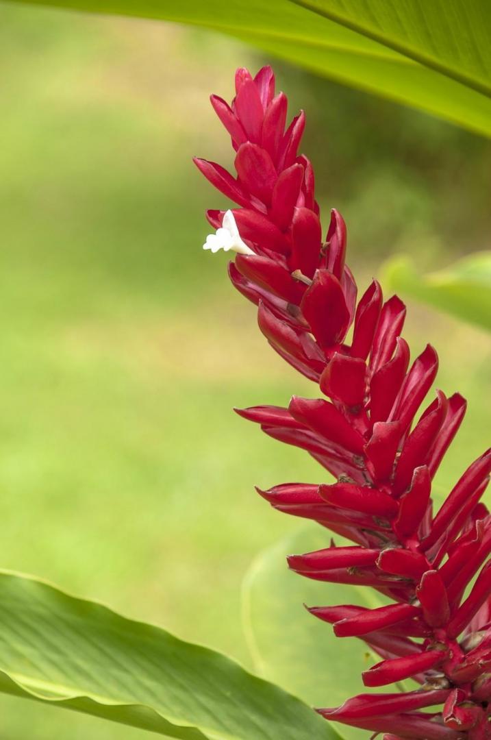 Plantes médicinalesCapesterre-Belle-Eau