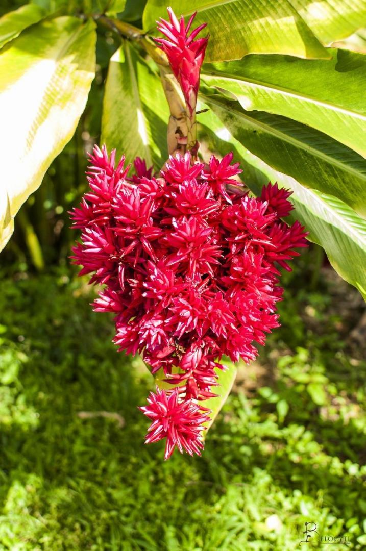 Plantes médicinales Guadeloupe